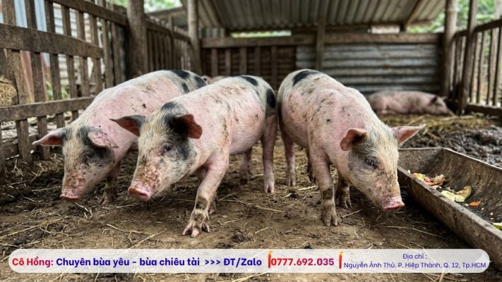 Heo 5 móng là gì? 
