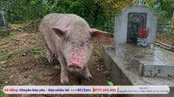 Những câu chuyện thực tế về heo 5 móng